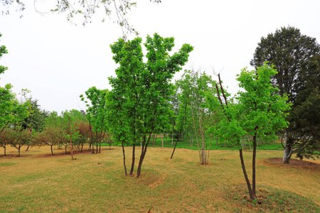 Téléchargez les photos : Plantes vertes dans le parc, Chine du Nord - en image libre de droit