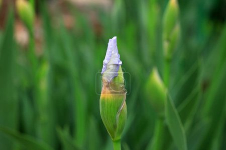 Téléchargez les photos : Fleurs d'iris dans le parc, Chine du Nord - en image libre de droit
