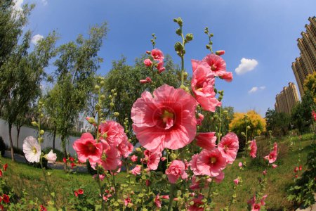 Photo for Hollyhock flower blossoms in the park, Luannan County, Hebei Province, China - Royalty Free Image