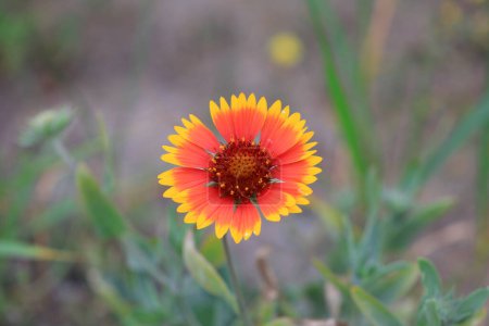 Photo for Gaillardia flower in the park - Royalty Free Image