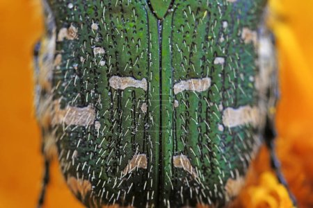 Foto de Espalda de insectos coleópteros, primer plano de la foto - Imagen libre de derechos