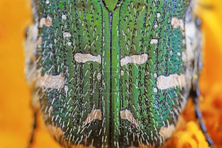 Téléchargez les photos : Dos des insectes coléoptères, gros plan de la photo - en image libre de droit