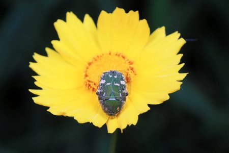 Téléchargez les photos : Scarabée est sur le chrysanthème - en image libre de droit
