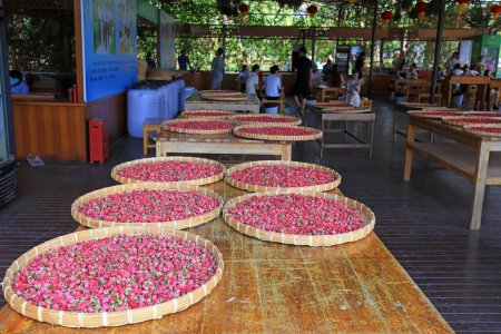 Téléchargez les photos : Les roses séchées sont dans le panier, dans une usine de transformation de roses, Sanya, Chine du Sud - en image libre de droit