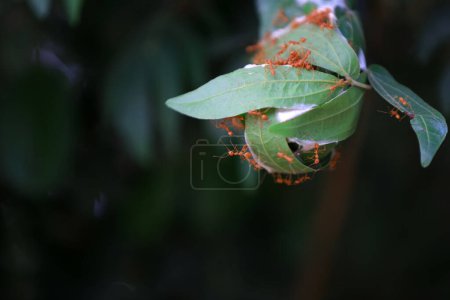 Photo for Red forest ant making nest from leaves, Sanya, South China - Royalty Free Image