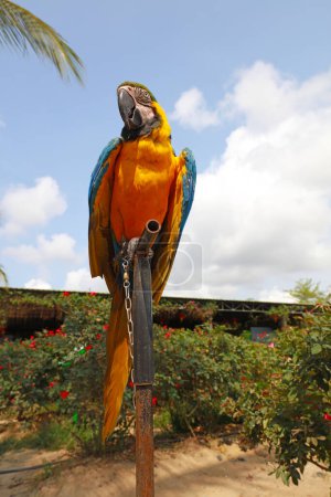 The macaw is on a metal stand
