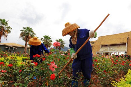 Foto de Ciudad de Sanya, China - 1 de abril de 2019: La trabajadora desmalezada en la plantación de rosas, Ciudad de Sanya, provincia de Hainan, China - Imagen libre de derechos
