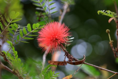 Photo for Tassels bloom in a park in Sanya, China - Royalty Free Image