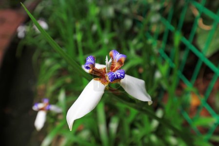 Foto de Iris brasiliensis florece en un parque en Guangzhou, China - Imagen libre de derechos