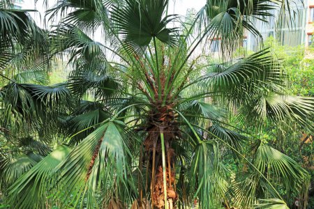Téléchargez les photos : Palmiers dans le jardin botanique tropical, Chine du Sud - en image libre de droit