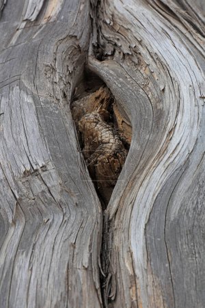 Foto de Un primer plano de un agujero de árbol seco - Imagen libre de derechos