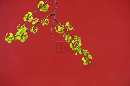 Téléchargez les photos : Feuilles de ginkgo vert tendre devant le mur du palais rouge, Parc Ditan, Pékin, Chine - en image libre de droit