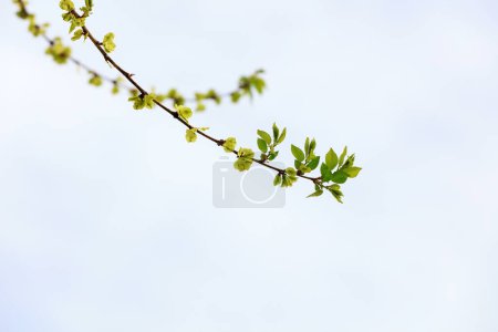 Téléchargez les photos : Les feuilles vertes d'orme sont dans le fond du ciel - en image libre de droit