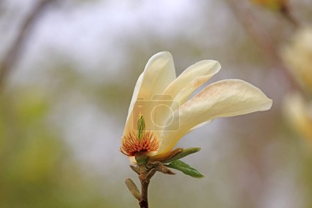 Téléchargez les photos : Magnolias en fleurs dans le parc - en image libre de droit
