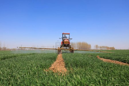 Photo for Luannan County - April 10, 2019: self propelled boom sprayer spraying foliar fertilizer on a farm, Luannan County, Hebei Province, China - Royalty Free Image