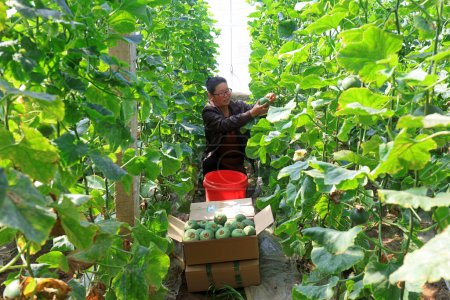 Téléchargez les photos : Comté de Luannan - 10 avril 2019 : Les agriculteurs récoltent des melons dans des serres sur une ferme, comté de Luannan, province du Hebei, Chine - en image libre de droit
