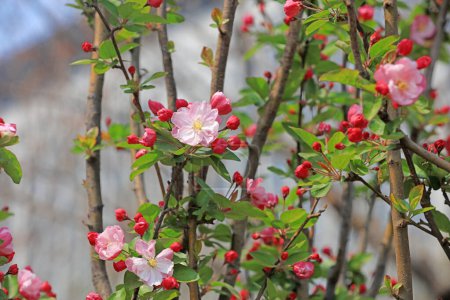 Téléchargez les photos : Floraison de fleurs de Bégonia dans un parc, Chine - en image libre de droit