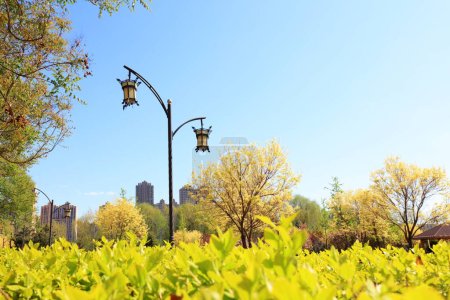 Téléchargez les photos : Lampadaires et plantes vertes sont dans le parc - en image libre de droit