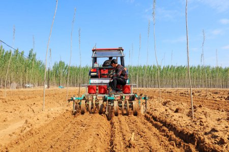 Téléchargez les photos : COMTÉ DE LUANNAN, province du Hebei, Chine - 25 avril 2019 : Les agriculteurs utilisent des tracteurs pour cultiver des arachides. - en image libre de droit