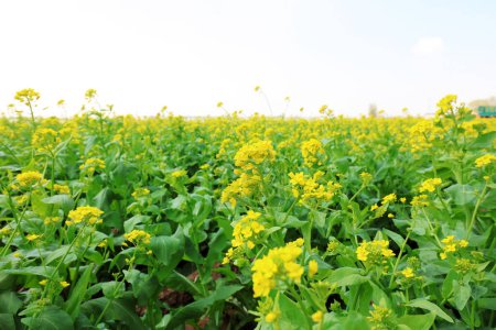 Téléchargez les photos : Fleurs de colza en fleurs dans les champs, Chine du Nord - en image libre de droit