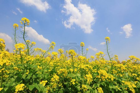 Téléchargez les photos : Fleurs de colza en fleurs dans les champs, Chine du Nord - en image libre de droit