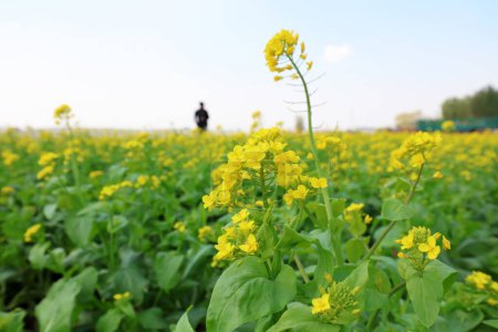 Photo for Farmers manage rape flowers in the fields. - Royalty Free Image