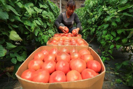 Téléchargez les photos : COMTÉ DE LUANNAN, province du Hebei, Chine - 29 avril 2019 : Une dame cueille des tomates dans la serre. - en image libre de droit