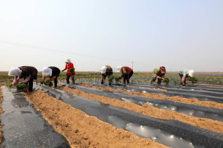 Photo for LUANNAN COUNTY, Hebei Province, China - April 29, 2019: The farmers are planting sweet potato seedlings in the fields. - Royalty Free Image
