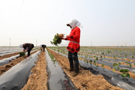 Foto de CONDADO DE LUANNAN, provincia de Hebei, China - 29 de abril de 2019: Los agricultores están plantando plántulas de camote en los campos. - Imagen libre de derechos