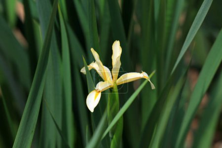 Foto de Iris en plena floración en el jardín botánico, norte de China - Imagen libre de derechos