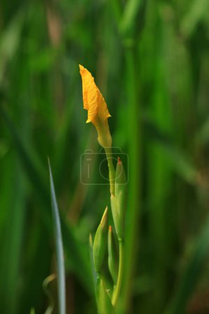 Photo for Iris in full bloom in the botanical garden, North China - Royalty Free Image