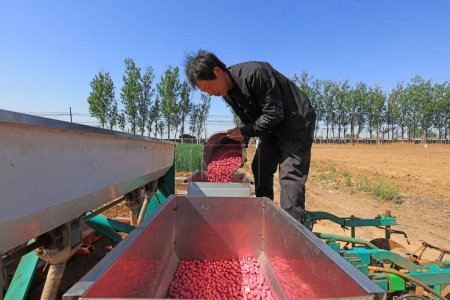 Foto de CONDADO DE LUANNAN, provincia de Hebei, China - 5 de mayo de 2019: Los agricultores agregan semillas de cacahuete a la sembradora en la granja. - Imagen libre de derechos