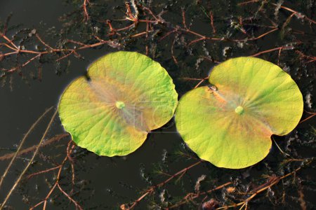 Téléchargez les photos : Les feuilles de lotus vert sont sur l'eau - en image libre de droit