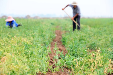 Foto de Los agricultores están cosechando guisantes en los campos, Condado de Luannan, provincia de Hebei, China - Imagen libre de derechos