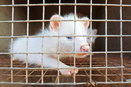 Téléchargez les photos : Raton laveur blanc dans les cages d'une ferme, Chine du Nord - en image libre de droit