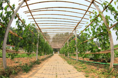 Téléchargez les photos : Corridor de raisin dans le parc, comté de Luannan, province du Hebei, Chine - en image libre de droit