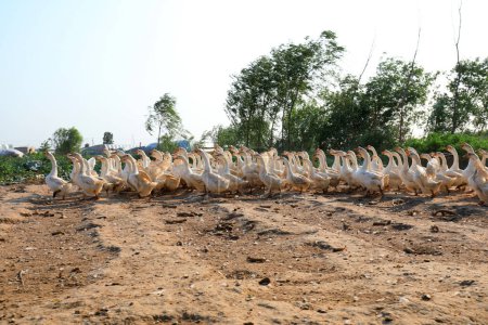 Téléchargez les photos : Oies blanches dans les fermes, Chine du Nord - en image libre de droit