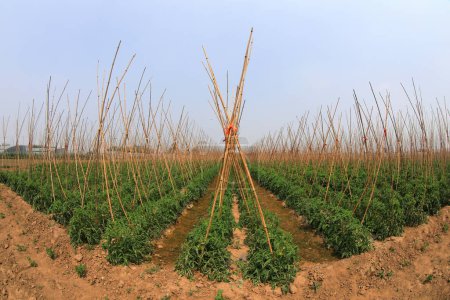 Téléchargez les photos : Les tomates sont cultivées dans les champs, Chine du Nord - en image libre de droit