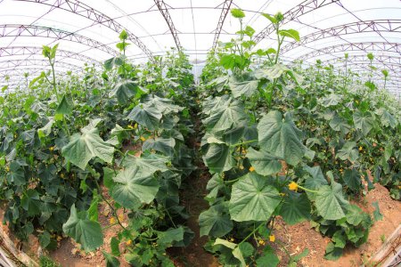 Photo for Cucumber plants are in greenhouses, North China - Royalty Free Image