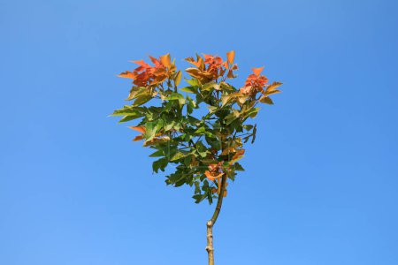 Téléchargez les photos : Plantes vertes dans le ciel bleu Contexte - en image libre de droit