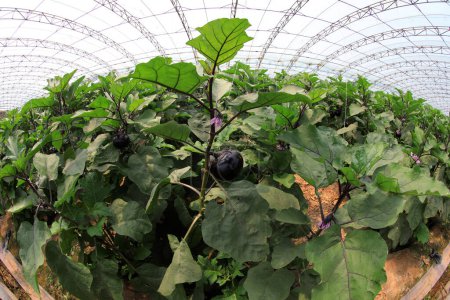 Photo for Eggplant plant in greenhouse, North China - Royalty Free Image
