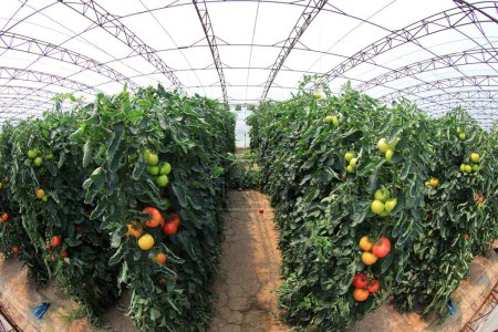Photo for Ripe tomatoes in greenhouses, North China - Royalty Free Image