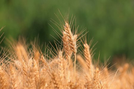 Photo for Mature ears of wheat in the field - Royalty Free Image