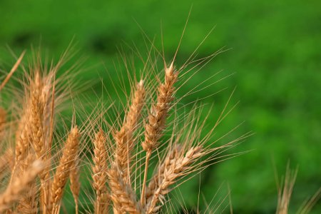 Téléchargez les photos : Épis matures de blé dans le champ - en image libre de droit
