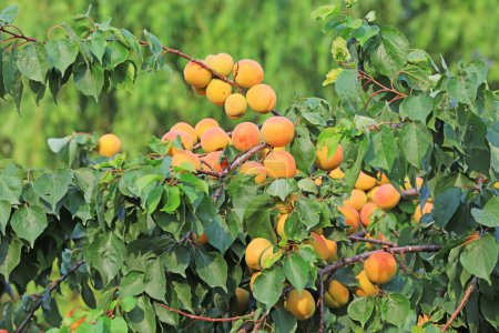 Téléchargez les photos : Abricots mûrs sur les branches dans un verger - en image libre de droit