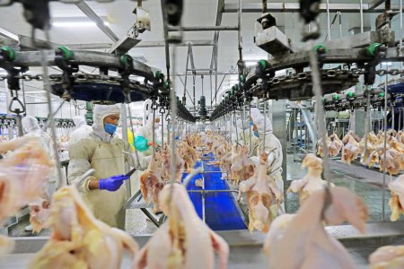 Téléchargez les photos : Comté de Luannan, Chine - 18 juin 2019 : Les travailleurs sont occupés sur la ligne de traitement des poulets de chair, comté de Luannan, province du Hebei, Chine - en image libre de droit