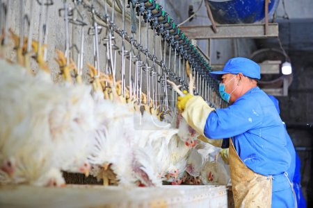 Téléchargez les photos : Comté de Luannan, Chine - 18 juin 2019 : Travailleurs sur la ligne d'abattage de poulets de chair, comté de Luannan, province du Hebei, Chine - en image libre de droit