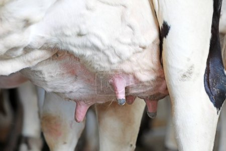 Foto de Fotos de cerca de los pechos de vaca - Imagen libre de derechos