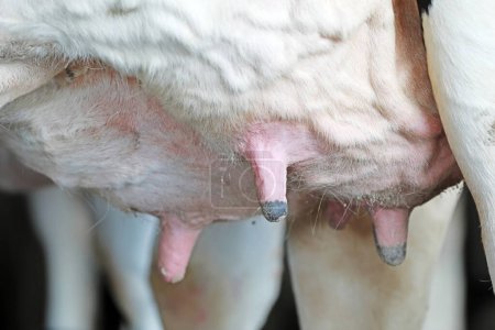 Photo for Close-up photos of cow breasts - Royalty Free Image