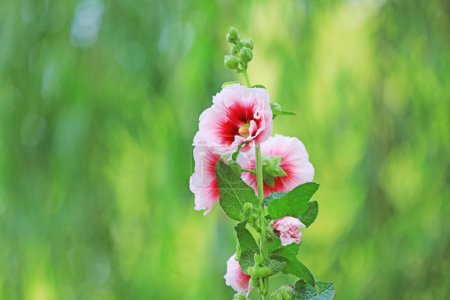 Photo for Hollyhock flower blossoms in the park, Luannan County, Hebei Province, China - Royalty Free Image